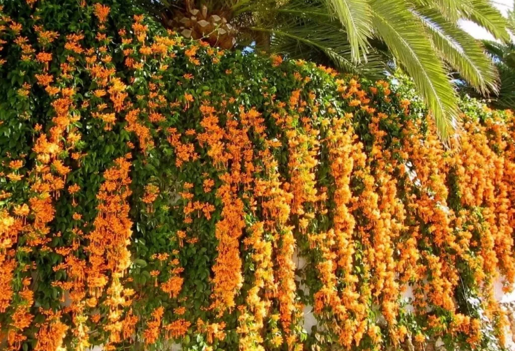 院子种上6种爬藤开花植物分分钟变成花海