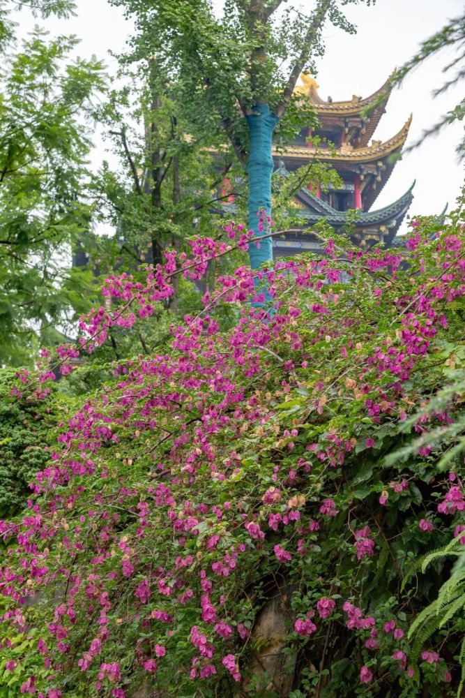 百花争艳绿意满园鸿恩寺公园