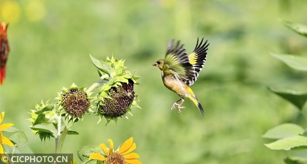 向日葵|北京：金翅雀觅食