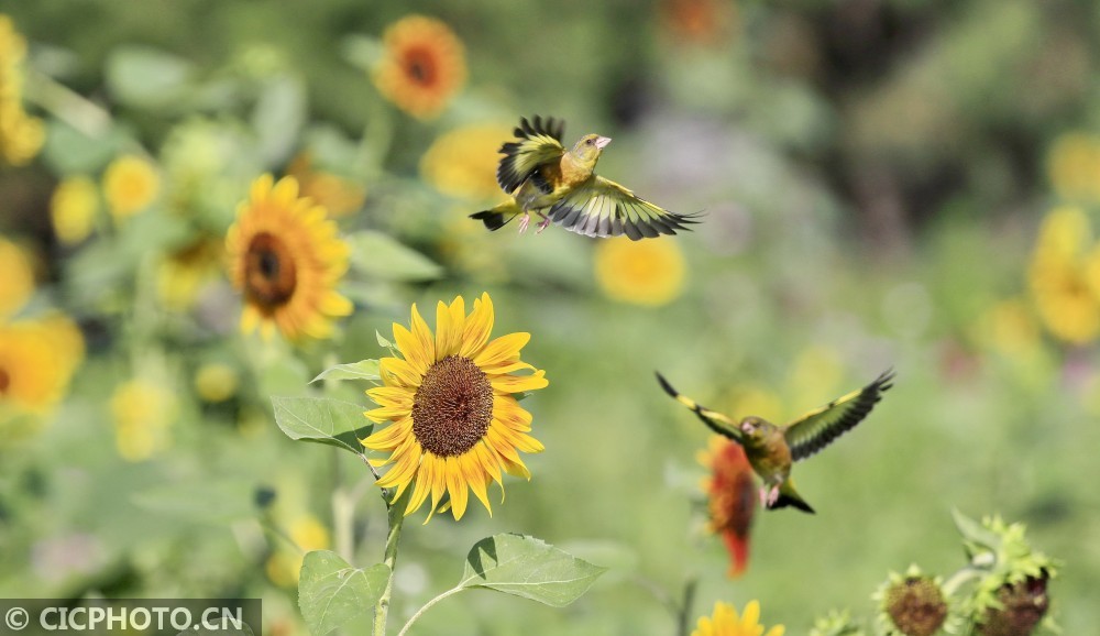 向日葵|北京：金翅雀觅食