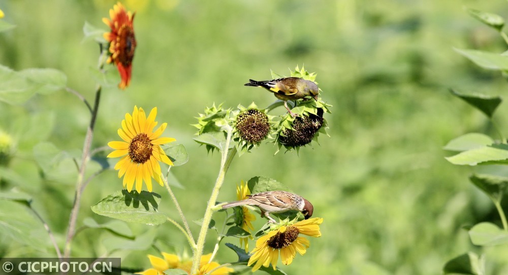 向日葵|北京：金翅雀觅食