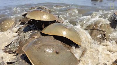 真正的厚礼蟹像极了爱情