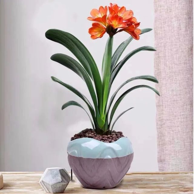 适合男人养的四种花,家里养一盆,大气又稳重,旺财又旺运,呵护全家健康