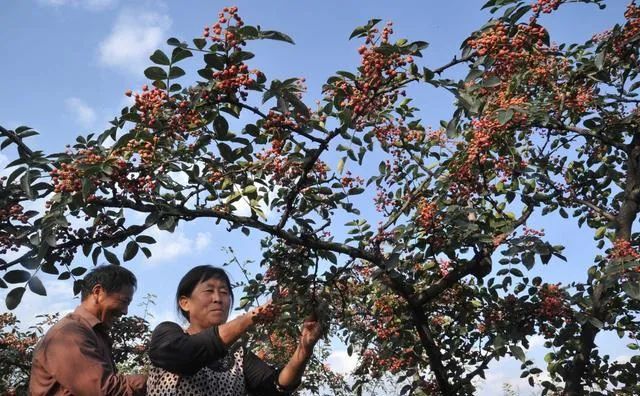 陕西韩城花椒大丰收 急需十万采摘工_腾讯新闻
