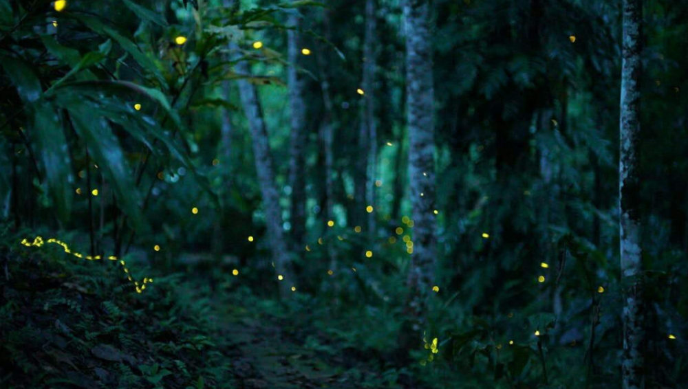 【诗词鉴赏】有萤火虫的夏天,有醉美的诗词!
