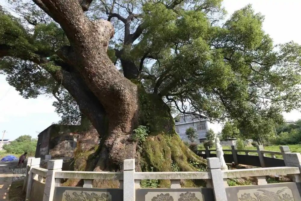 湖湘古树名木寻芳—古樟树