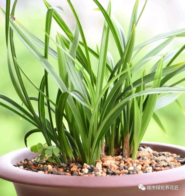 养兰花岂能不知兰蜜,舔舔有惊喜,不会消苞