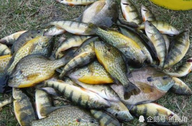 南方河流屡现太阳鱼 形似罗非鱼但更凶猛 已让日本人欲哭无泪 腾讯新闻