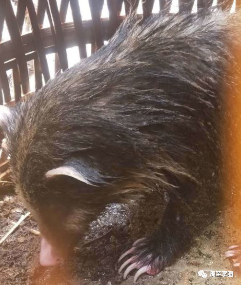 周至县公安局哑柏派出所将持续加大对保护秦岭野生动植物的宣传力度