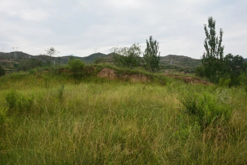 遗址|崇信县丈八寺遗址抢救性发掘简报