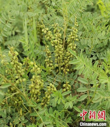 宁夏农科院团队发现濒危物种圆果甘草野生分布群落