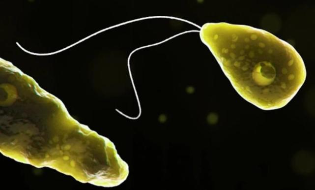 美国又现食脑虫感染后存活率仅为97纵观历史仅4人存活