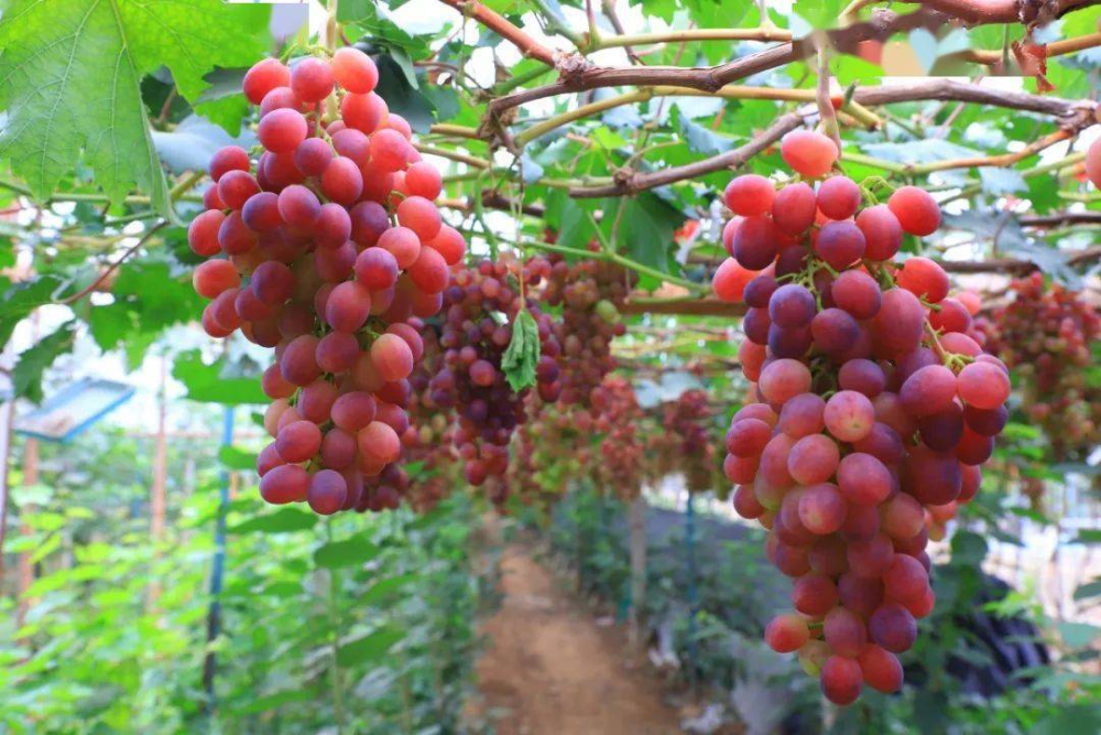 琅琊这里的葡萄熟啦!