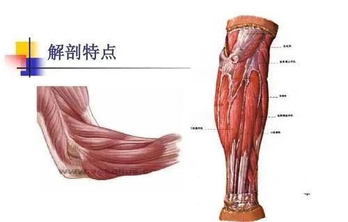 肱骨外上髁位于肘关节外侧,屈肘关节时可以看到明显的骨突位置.