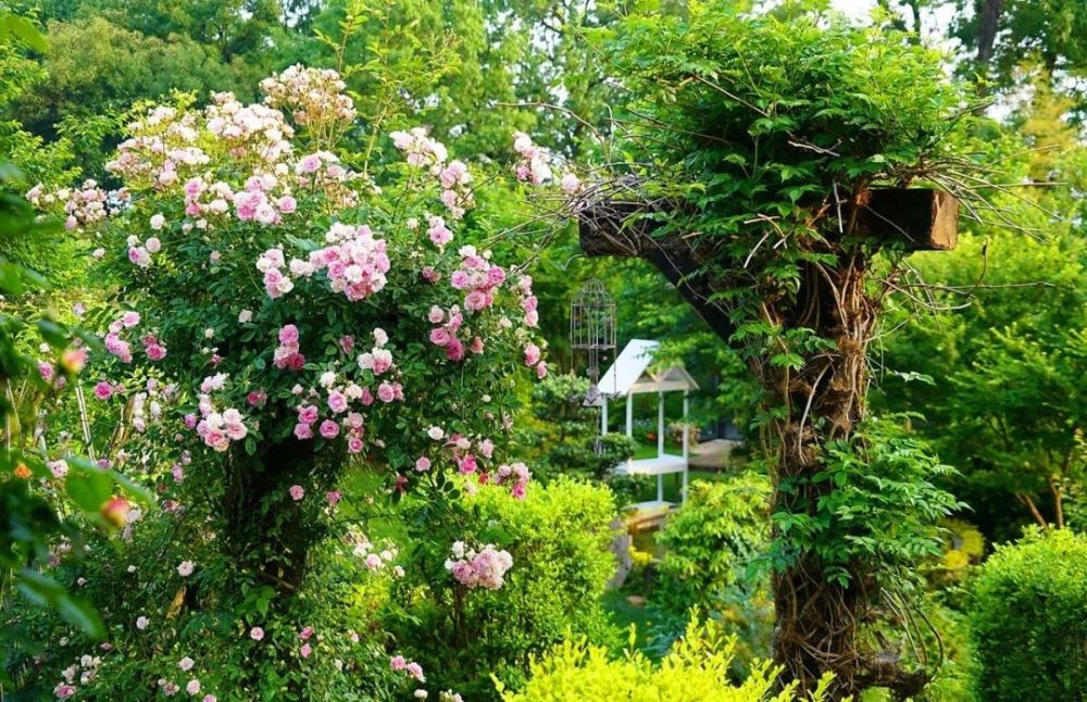 余生,想要一个院子,看花开花落一辈子
