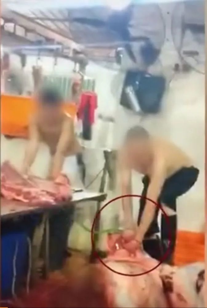 注水肉|中青评论：每条牛腿注水40斤？一句“操作不当”谁信