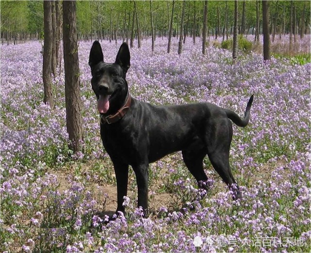 黑狼犬威武帅气英勇善战堪称国产犬中的战神