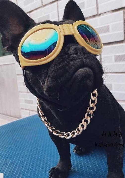 比如,想找副太阳镜,遇见一位巨拉风的法斗哥同样,作为家有爱宠的小编