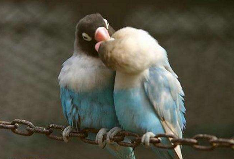 触觉|接吻为什么要闭眼睛？知道真相后，不禁感叹原来如此