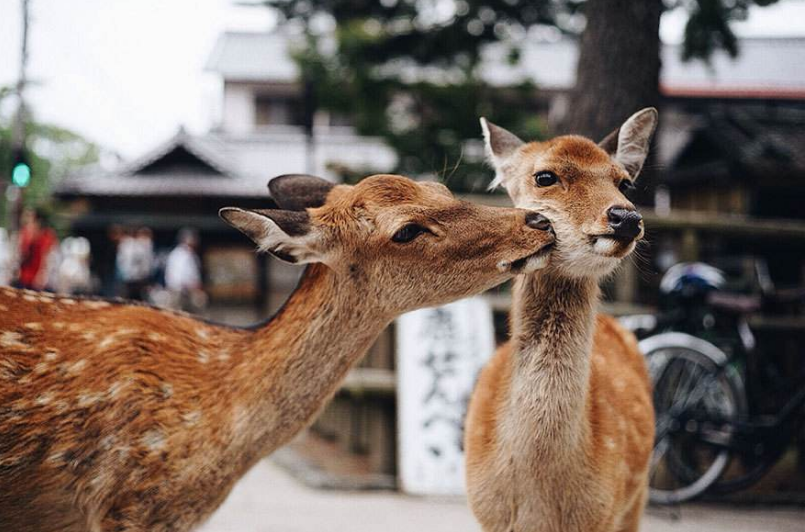 触觉|接吻为什么要闭眼睛？知道真相后，不禁感叹原来如此
