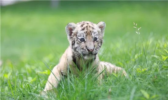 潍坊金宝乐园饲养员每天遛老虎游客纷纷求偶遇