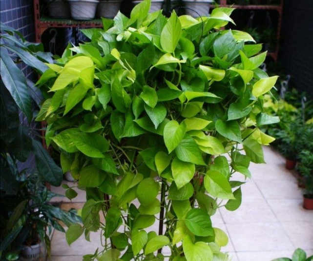 夏天养绿萝,给它浇点"肥水",枝叶长势茂盛,叶色浓绿光亮