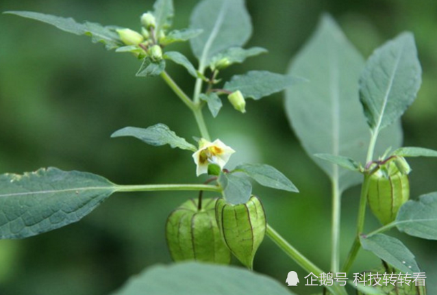 并且姑娘果属于茄科植物,果实采收量并不大.这也是姑