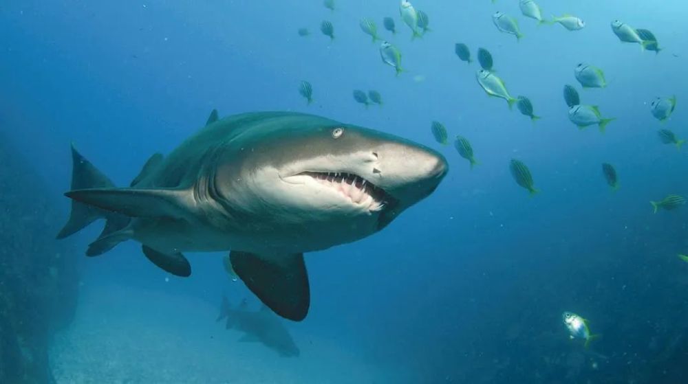 锥齿鲨在鱼岩的海沟处巡游