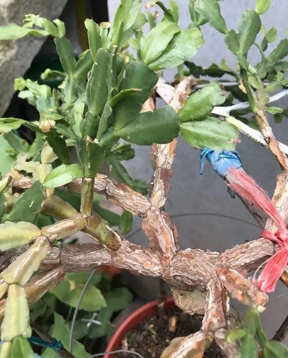 蟹爪兰很好养按我说的来泥炭土加鸡粪红花年年开爆盆