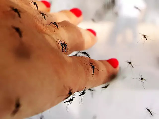 美国佛罗里达州|登革热病毒肆虐美国佛罗里达州，已出现11例感染病例