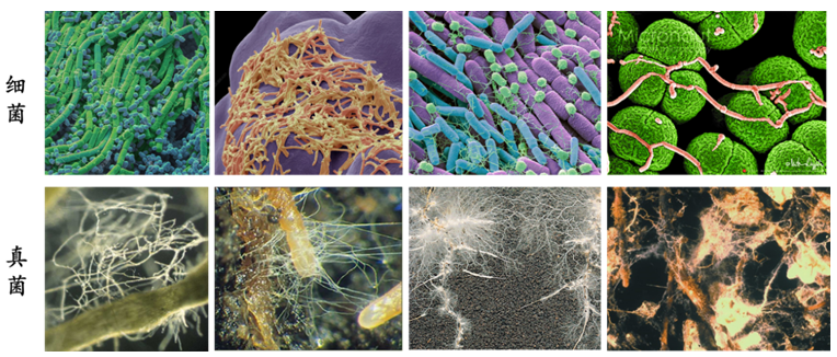 图1 显微镜下的土壤细菌和真菌(图片来自网络)土壤中的微生物主要包括
