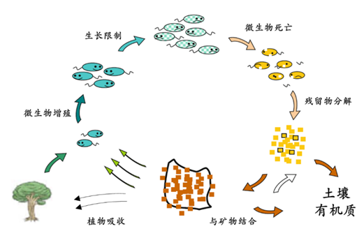 土壤中的多数微生物都处于动态变化之中,植物光合作用固定的碳通过