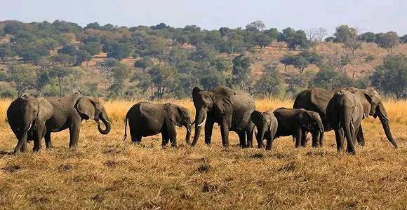 大象|非洲350头大象集体死亡，死前诡异绕圈行走，死因或是未知病毒