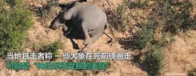 大象|非洲350头大象集体死亡，死前诡异绕圈行走，死因或是未知病毒