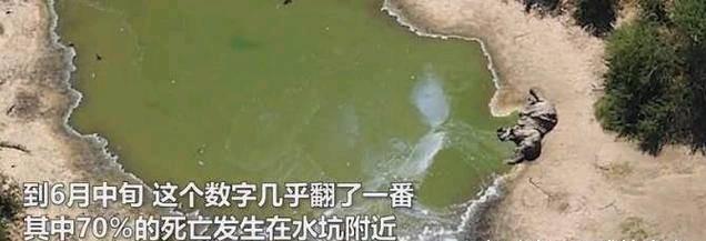 大象|非洲350头大象集体死亡，死前诡异绕圈行走，死因或是未知病毒