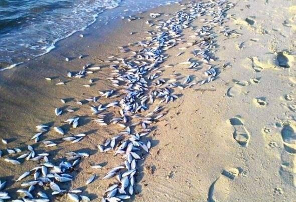 大象|非洲350头大象集体死亡，死前诡异绕圈行走，死因或是未知病毒