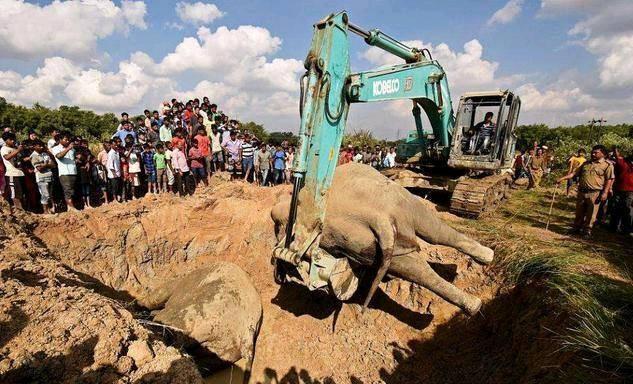 大象|非洲350头大象集体死亡，死前诡异绕圈行走，死因或是未知病毒