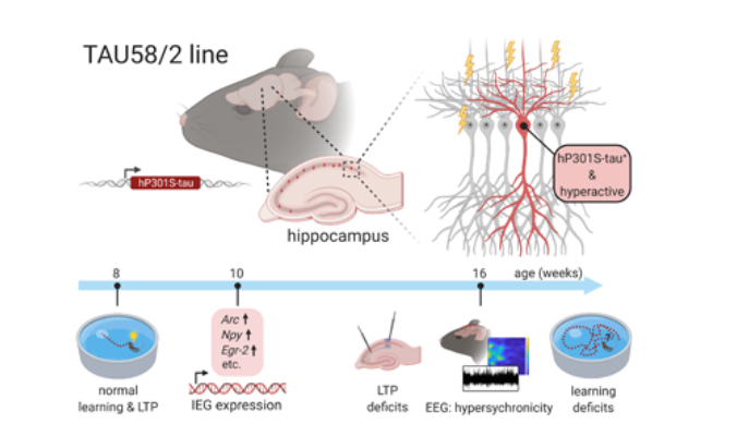 阿尔茨海默病|脑科学顶刊导读045期：聚焦阿尔兹海默症和帕金森病