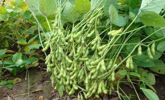 大豆生长中后期遇到连阴,寡照,多雨或后期遇暴雨侵袭,也会出现倒伏