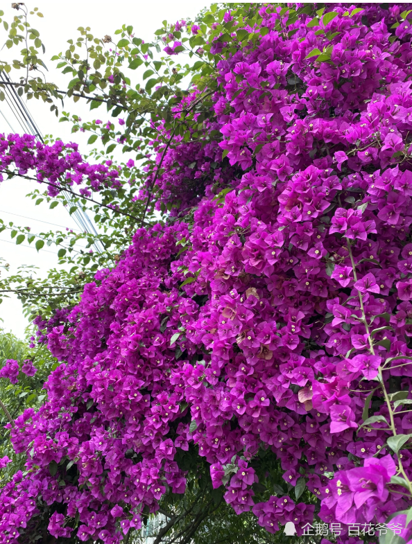 养三角梅,这4点没做对,光长叶子不开花!