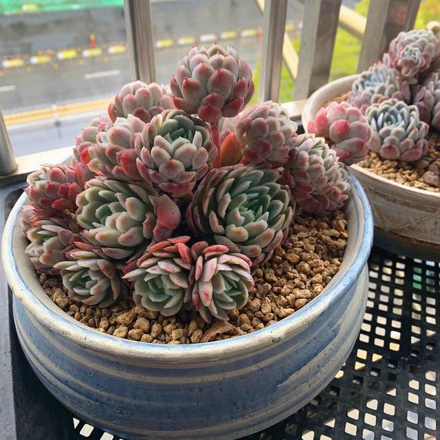 夏季养多肉冰梅 记住 3不要 轻松养出群生状态 腾讯新闻