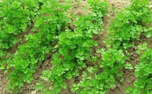 叶面肥|香菜什么时间施肥好？增产用哪个叶面肥好？香菜什么时候喷叶面肥比较好？
