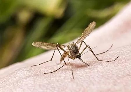 传染病|河北发布6月传染病疫情通告！近期当心这些病