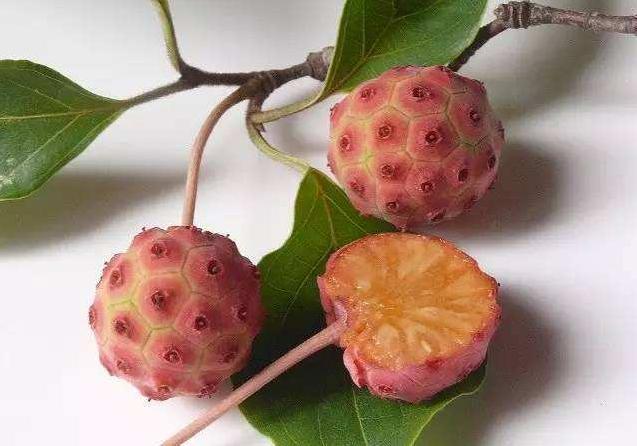 经济效益可观|野果|野荔枝|野果子|柘树|帝王木