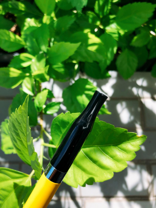 陶醉于西素cisoo尖叫中竟然还乐此不疲