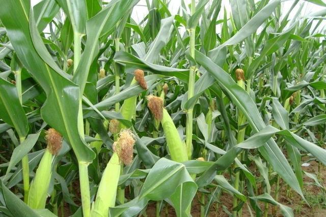 玉米进入拔节期掌握四大高产技巧保你粮食大丰收