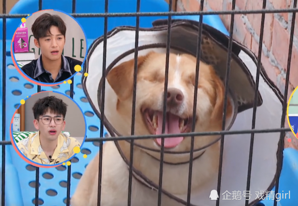 郑爽|郑爽称演过那么多角色：觉得自己最可爱！见到失明流浪狗瞬间落泪