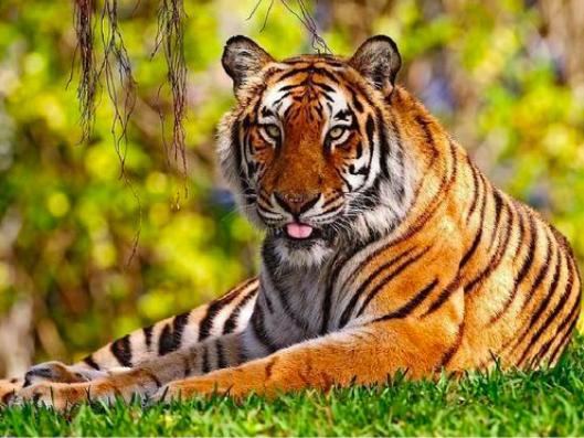 华南虎|当年中国将5只华南虎放养到非洲大草原，它们后来怎么样了？