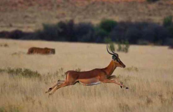 华南虎|当年中国将5只华南虎放养到非洲大草原，它们后来怎么样了？