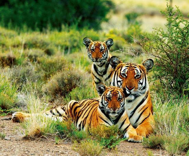 华南虎|当年中国将5只华南虎放养到非洲大草原，它们后来怎么样了？